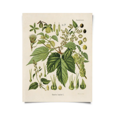 CP Vintage Botanical Beer Hop Flower Print