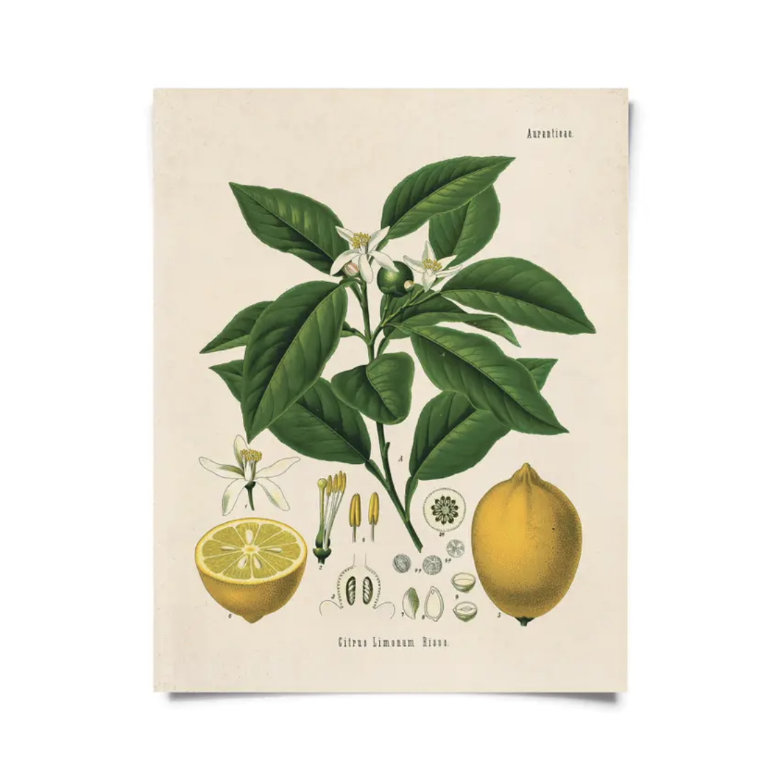 CP Vintage Botanical Citrus Lemon Print