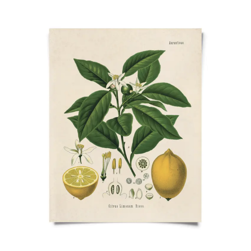 CP Vintage Botanical Citrus Lemon Print B011