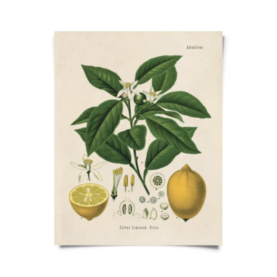 CP Vintage Botanical Citrus Lemon Print