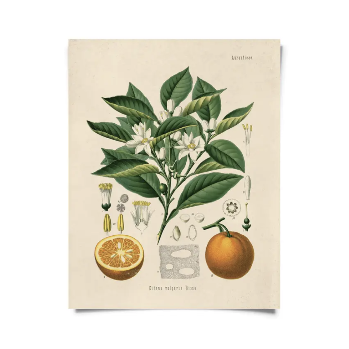 CP Vintage Botanical Citrus Orange Print