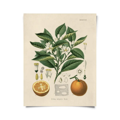 CP Vintage Botanical Citrus Orange Print