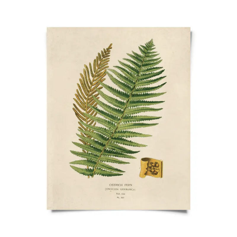CP Vintage Botanical Ostrich Fern Print B034