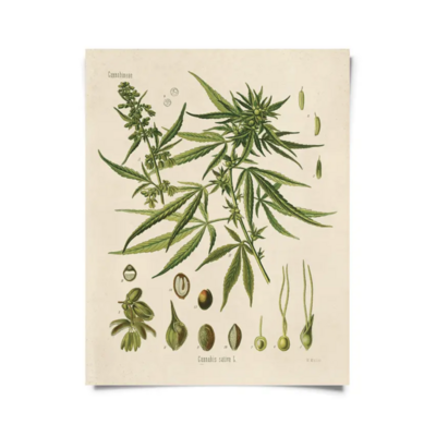 CP Vintage Botanical Cannabis Marijuana Print B002