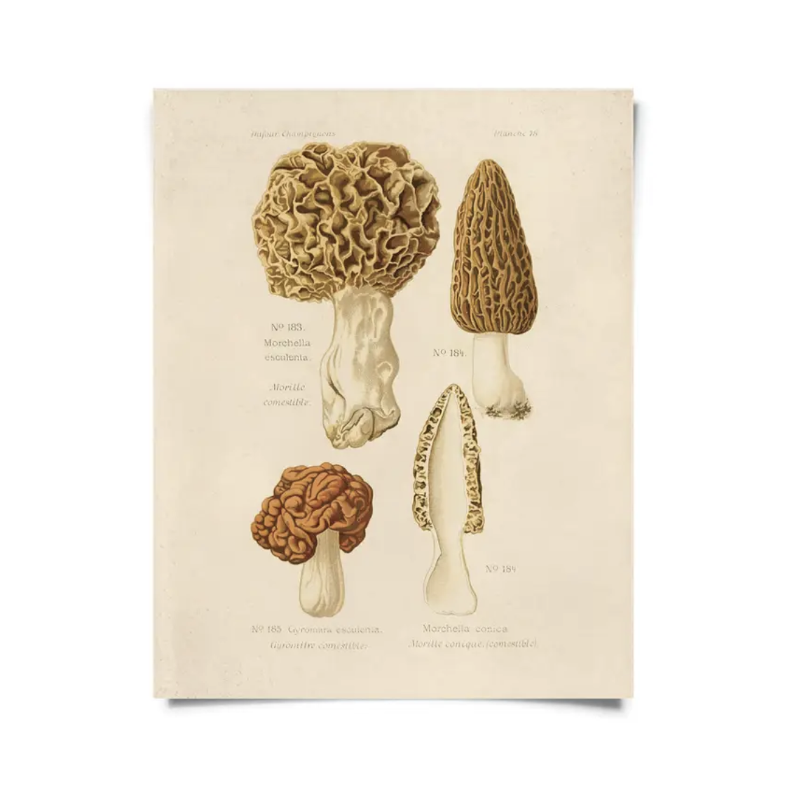 CP Vintage Morels Mushroom Print M036