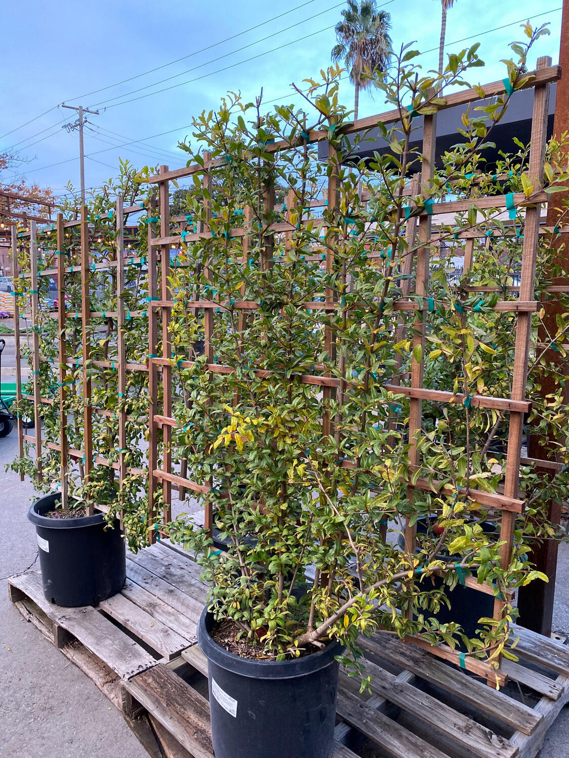HN 10Gal Punica granatum 'Wonderful' Espalier