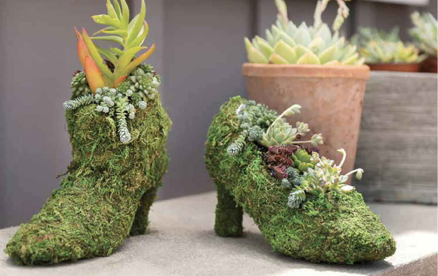 Supermoss Moss Shoes – Store – The Plant Foundry