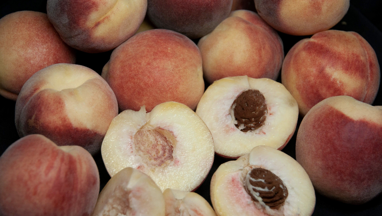 DWN Miniature Peach Snow Babe on Lovell $60.99