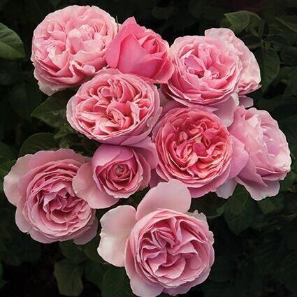 Weeks Roses All Dressed Up 