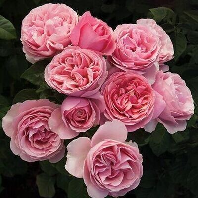 Weeks Roses All Dressed Up 