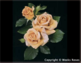 Weeks Roses Honey Dijon