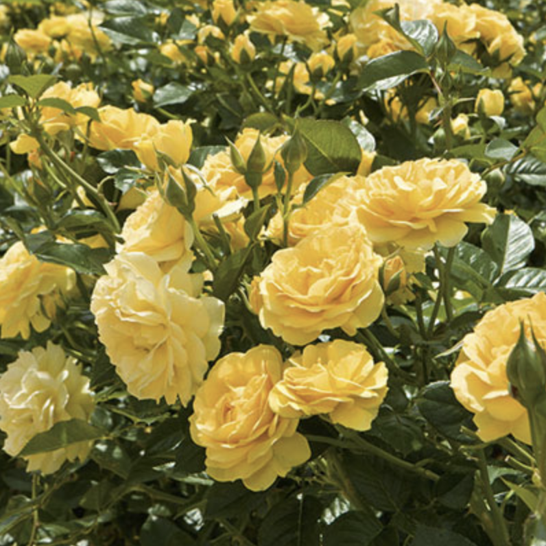 Weeks White Roses Weeks Roses Julia Child – Store – The Plant Foundry