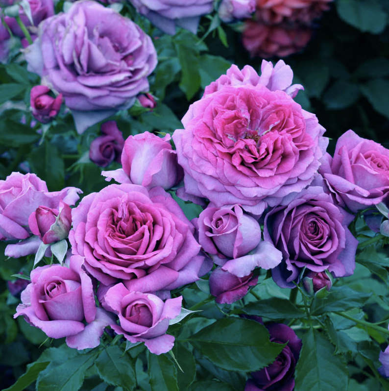 Weeks Roses Sweet Madame Blue (FL)