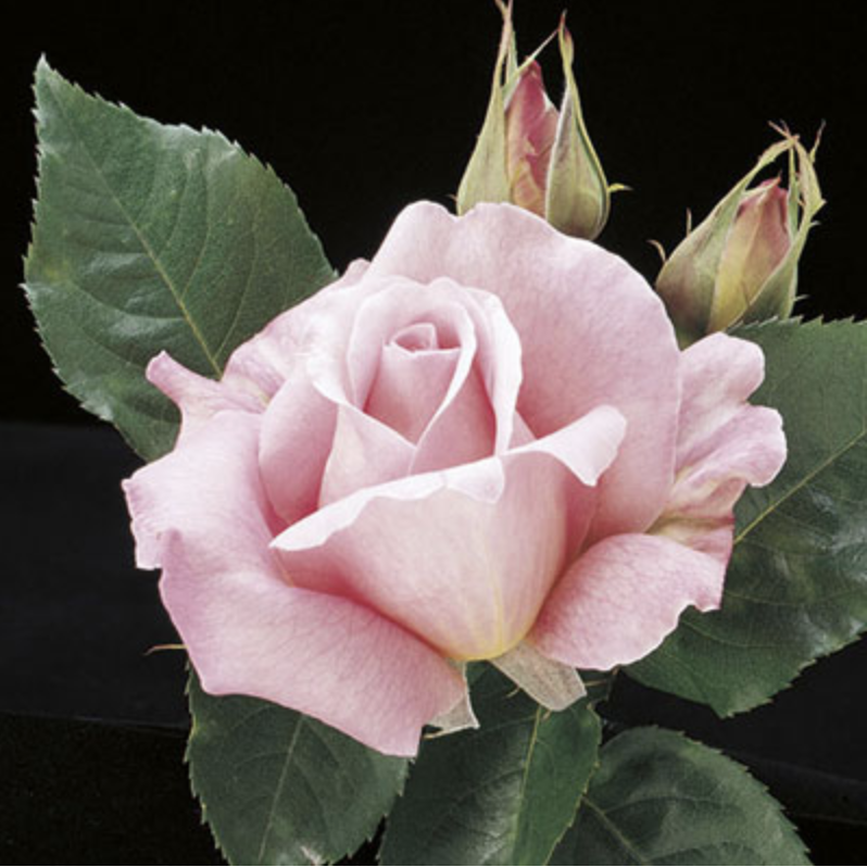 Weeks Roses Tiffany (HT)
