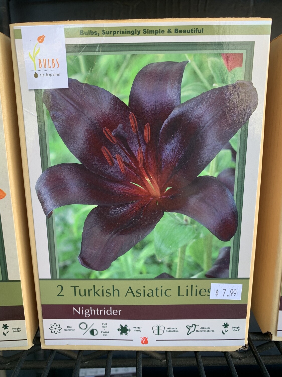 NBC Lilium Nightrider 