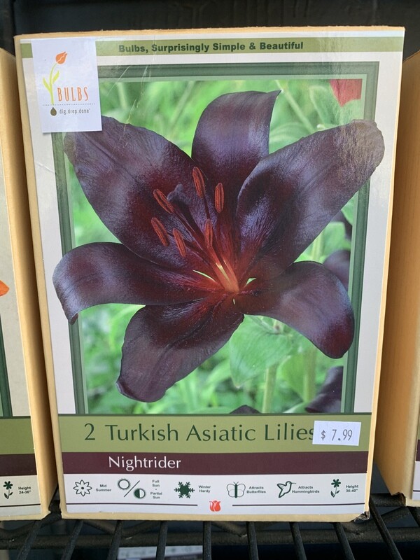 NBC Lilium Nightrider 