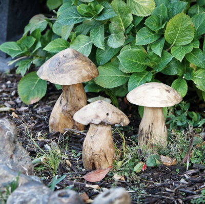 Garden Age Tea Tree Root Mushroom