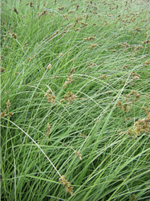 Suncrest 1Gal Carex praegracilis