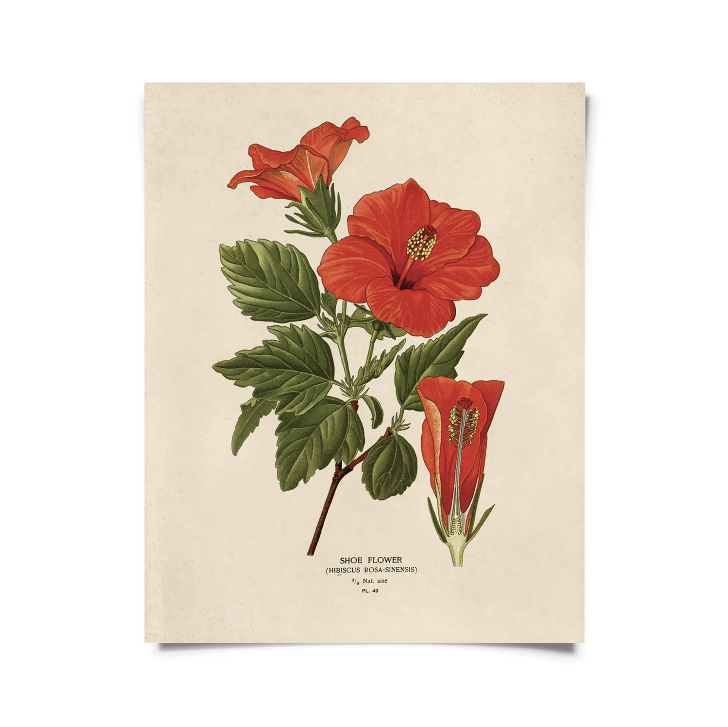 【★安心の定価販売★】 CP Vintage Botanical Hibiscus Flower Print ワンピース