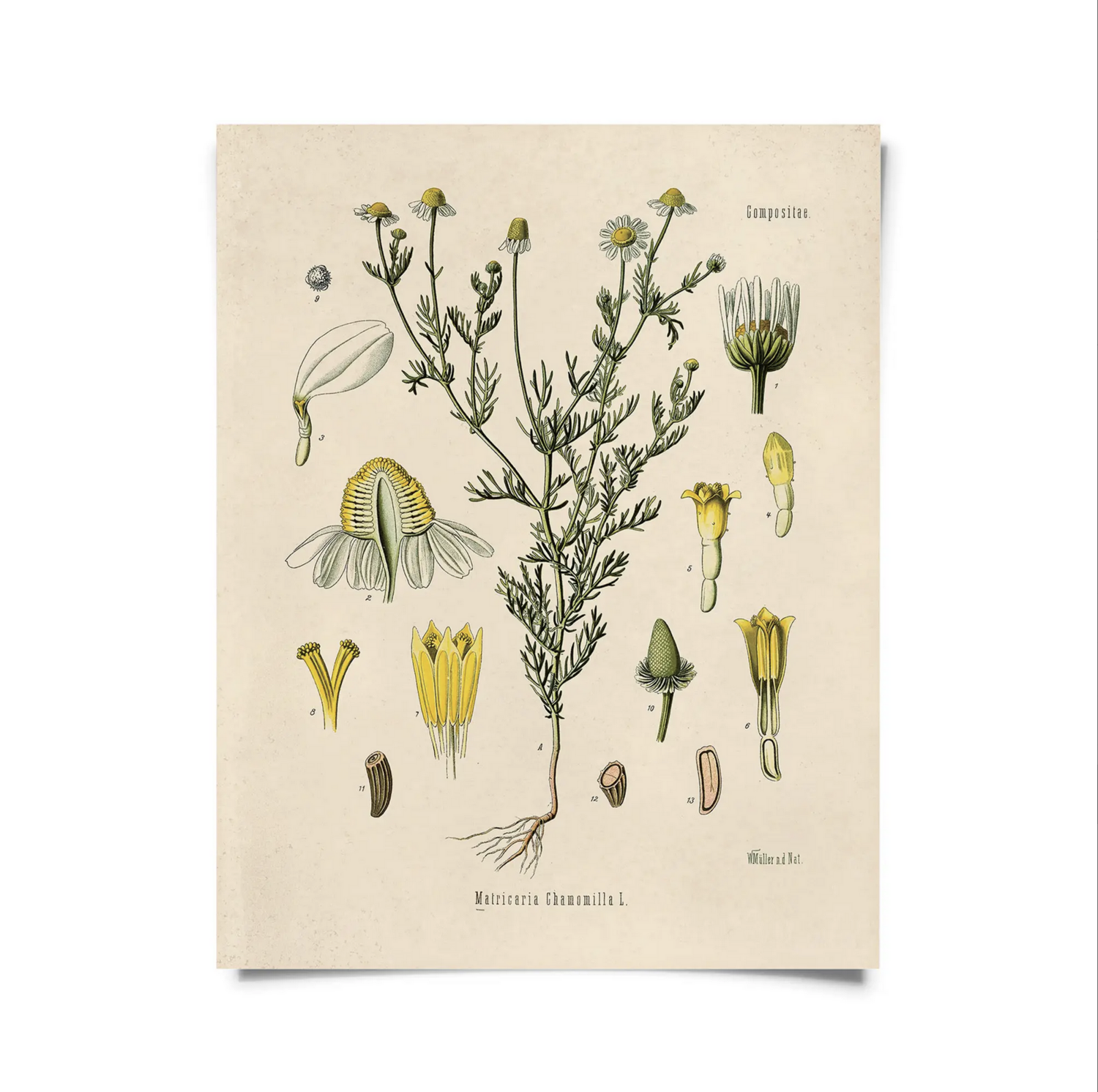 CP Vintage Botanical Chamomile Flower Print B040