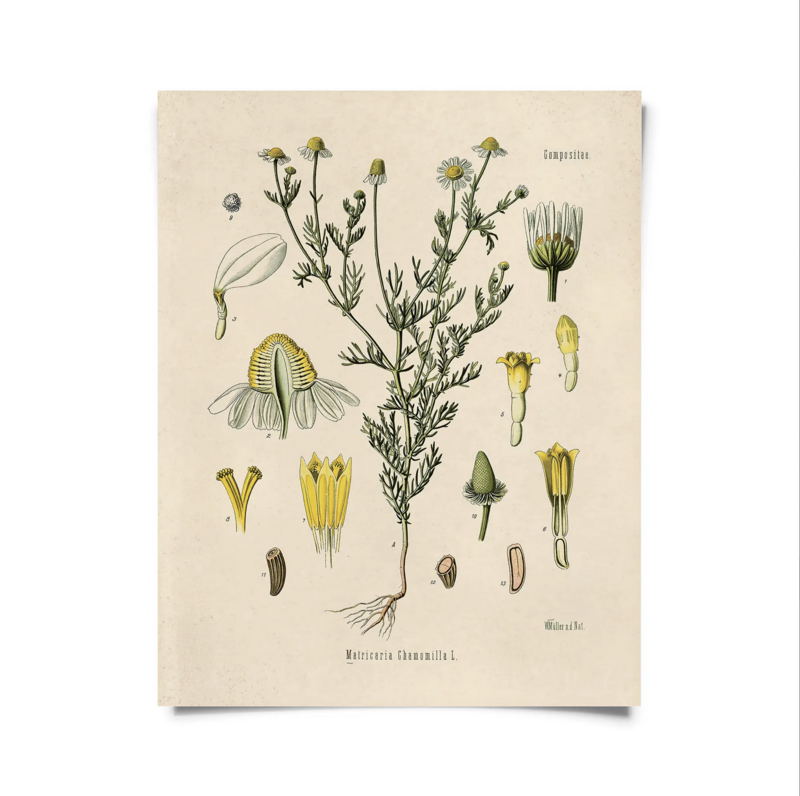 CP Vintage Botanical Chamomile Flower Print B040