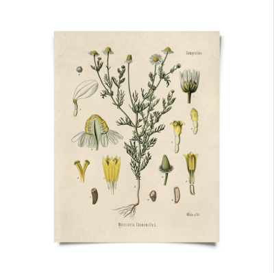 CP Vintage Botanical Chamomile Flower Print