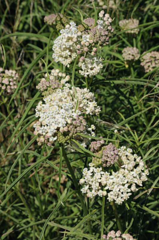 Griggs 1Gal Asclepias fascicularis 18035