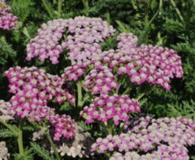 Griggs 1Gal Achillea millefolium 'Pink Island Form' 19782