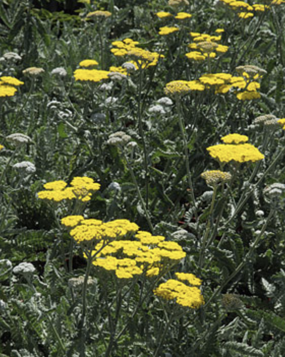 Griggs 1Gal Achillea 'Moonshine' 19783
