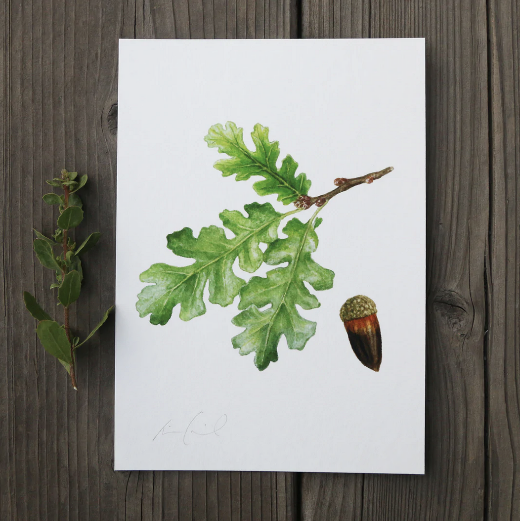 CBS Valley Oak 5x7 Print