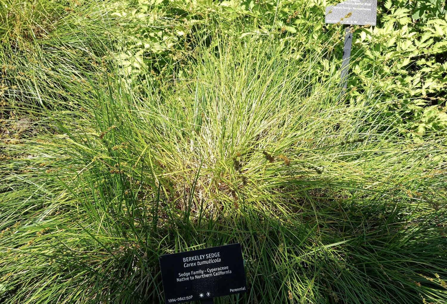 Griggs 1Gal Carex tumulicola 2925