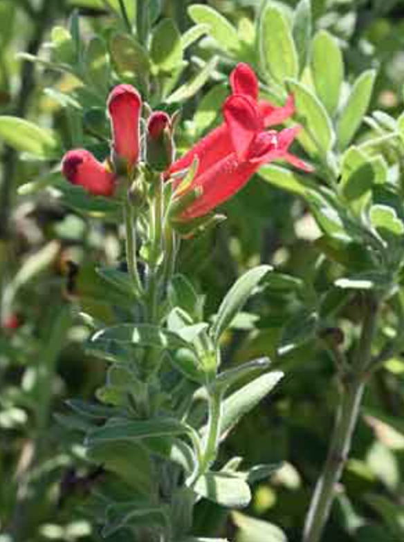 Griggs 5Gal Galvezia (Gambelia) speciosa 'Firecracker' 5581