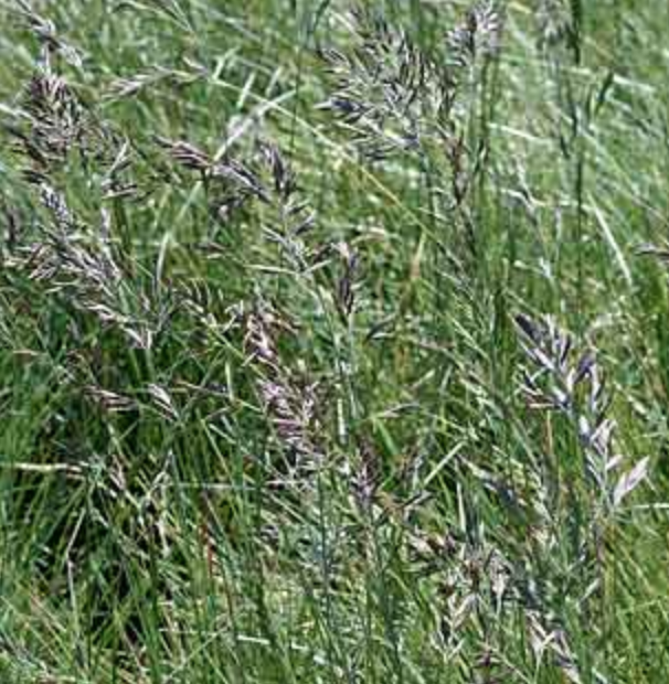 Griggs 1Gal Festuca rubra 'Molate' 5377