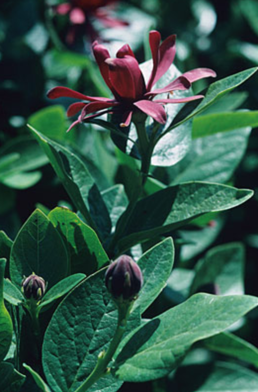 Griggs 5Gal Calycanthus occidentalis 19611