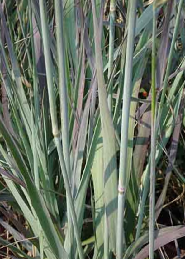 Griggs 1Gal Leymus condensatus 'Canyon Prince' 19875