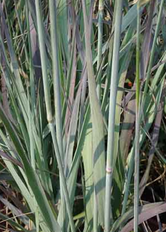 Griggs 1Gal Leymus condensatus 'Canyon Prince' 19875