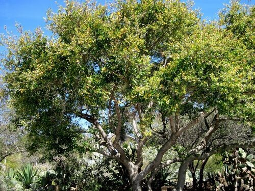 HN 10Gal Quercus agrifolia (natural form)