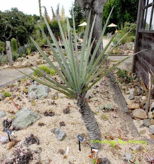 MBN 5Gal Yucca baccata 