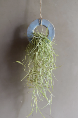 Mud & Maker Air Plant Pottery Ring