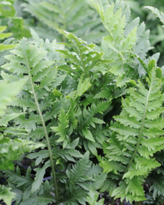 Griggs 1Gal Polypodium californicum 'Sarah Lyman' 9700