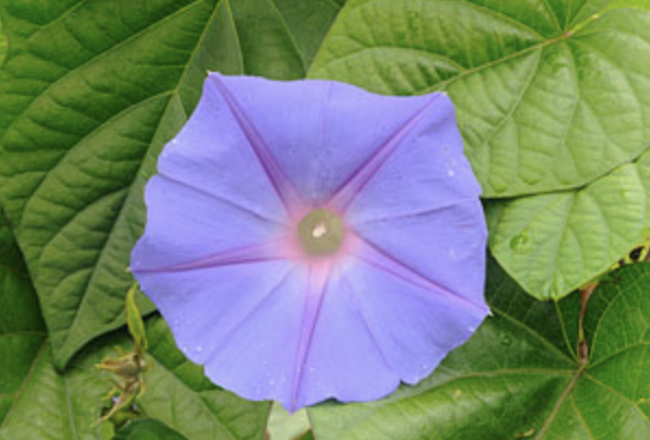 Griggs 1Gal Ipomoea acuminata 6700