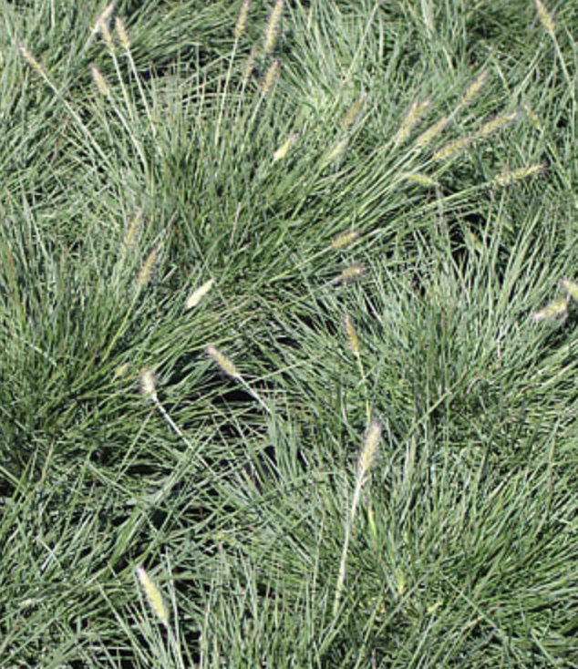 Suncrest 1Gal Pennisetum alopecuroides 'Little Bunny'