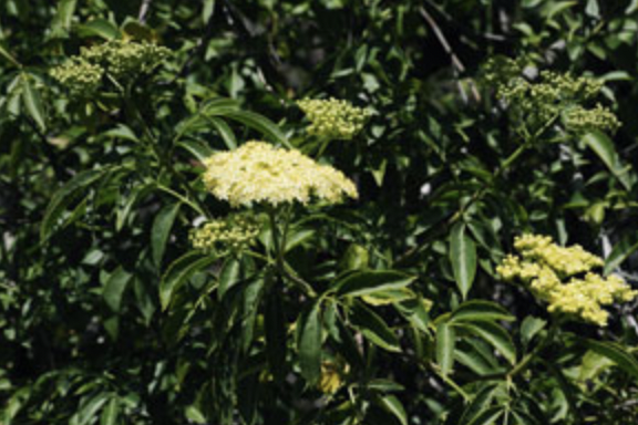 Griggs 1Gal Sambucus mexicana (negra sip. caerulea) 10889