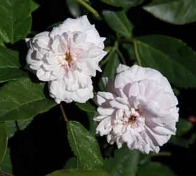 Suncrest 5Gal Rosa polyantha 'Climbing Cecile Brunner'
