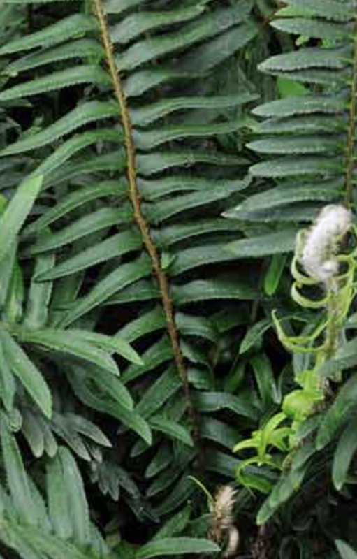 Suncrest 5Gal Polystichum munitum