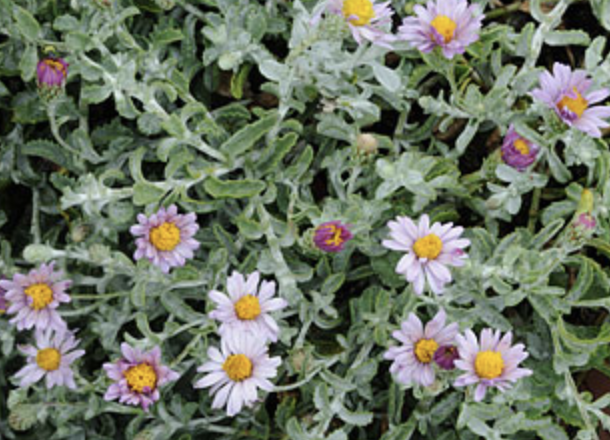 Griggs 1Gal Lessingia filaginifolia 'Silver Carpet' 7555