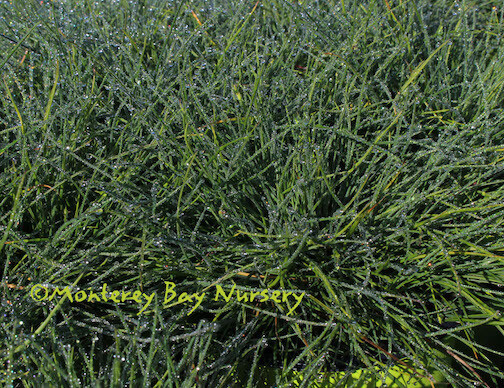 MBN 1Gal Festuca idahoensis 'Stanislaus River' 18821