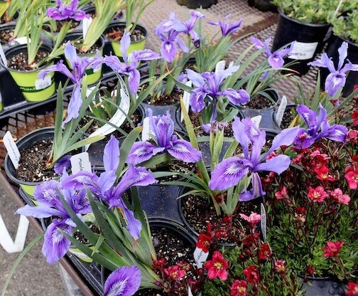 MBN Qt Iris douglasiana 'Benitoite Blue' 20798