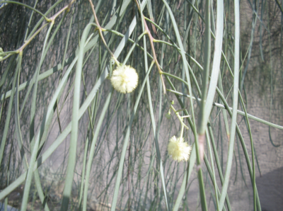 MBN 5Gal Acacia stenophylla 