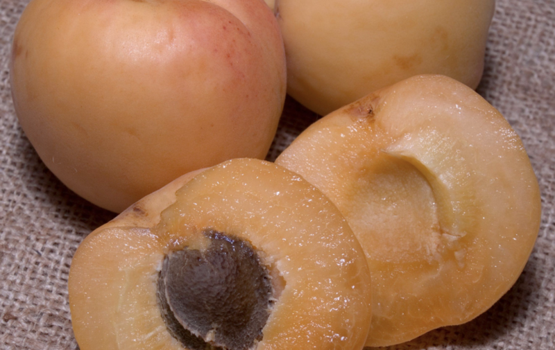 DWN Apricot Pixie-Cot Generic Semi Dwarf 1/2" on Citation $62.99